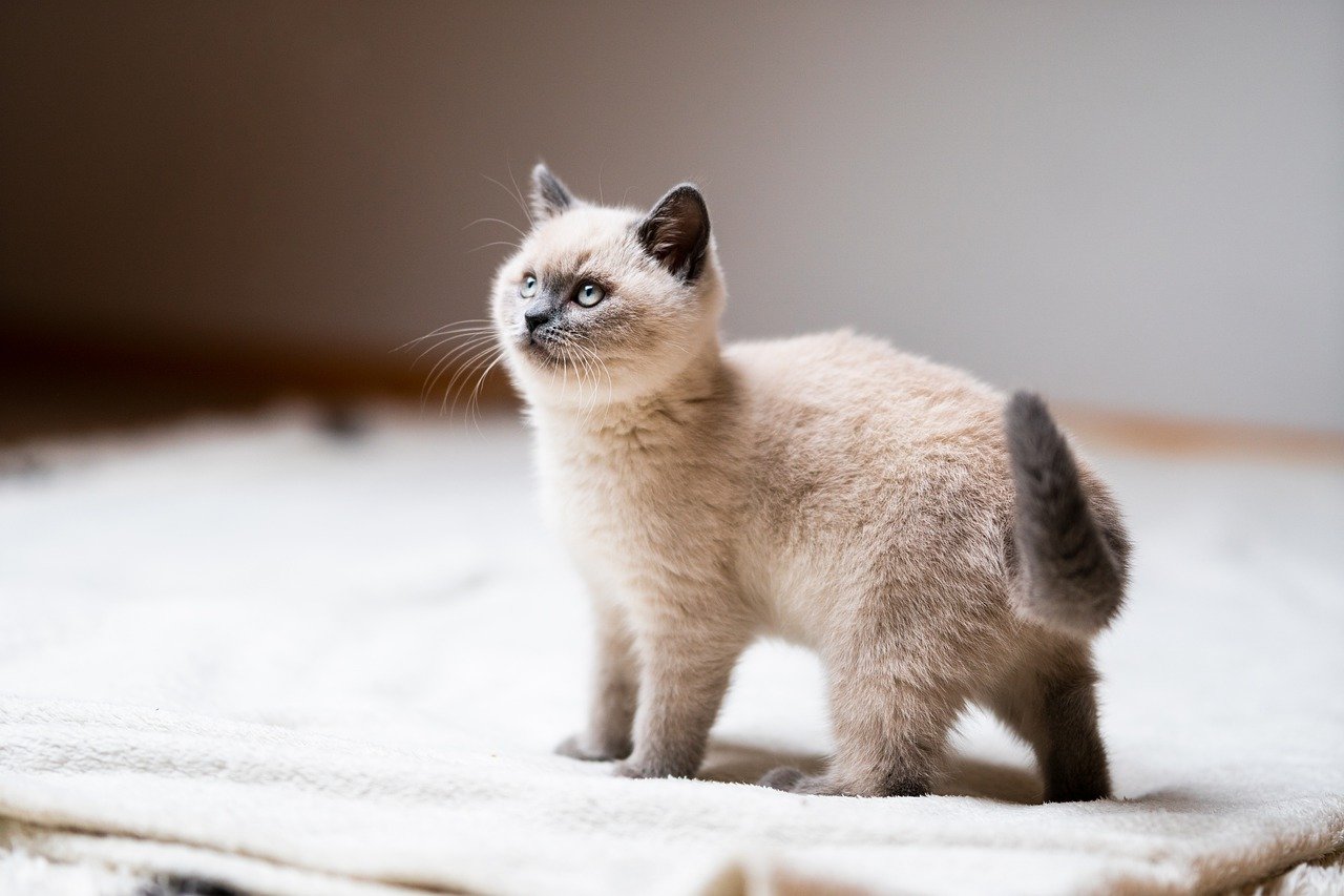 The Unique Features of the Somali Cat